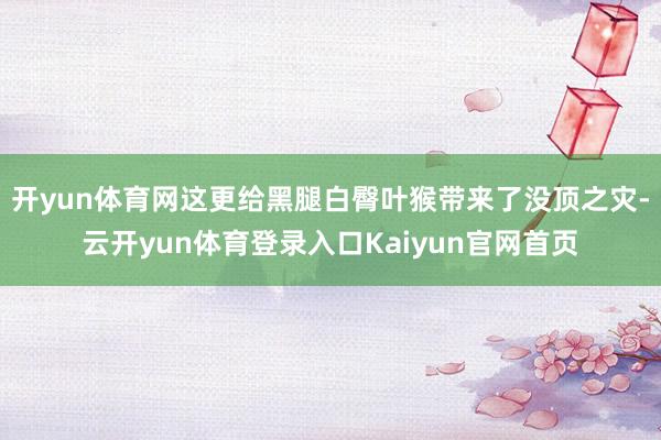 开yun体育网这更给黑腿白臀叶猴带来了没顶之灾-云开yun体育登录入口Kaiyun官网首页